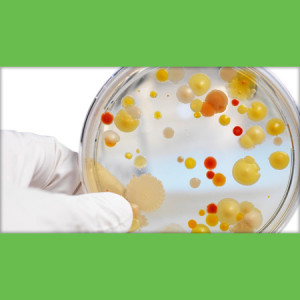 Frenzi Frozen Yogurt_Frozen Yogurt Probiotics_Live Active Cultures